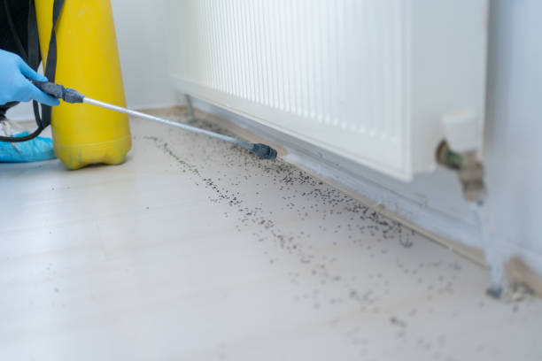Best Bed Bug Extermination  in Elmwood Place, OH